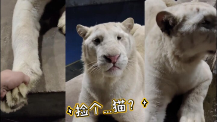 Aku menemukan seekor kucing, dan dia ingin pulang bersamaku...