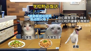 عندما يلتقي صاحب المطعم بطالبة جامعية رائعة