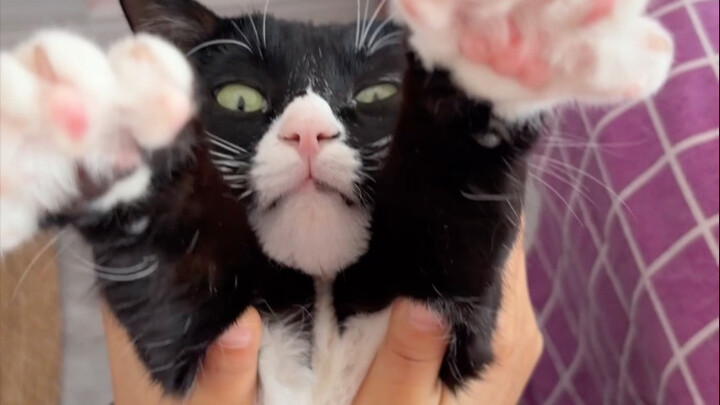 เมื่อฉันรู้จากอินเทอร์เน็ตว่าลูกแมวชอบยืดเส้น