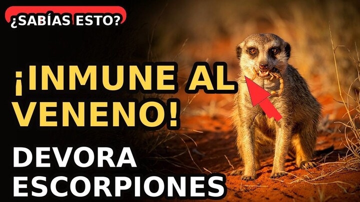 🥇 ¡Este animal NO siente el veneno del escorpión! 🦂 | El suricato, héroe de la sabana