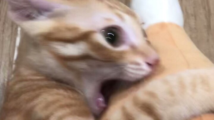 « Tham lam không chán »