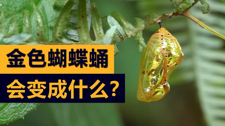 ดักแด้ผีเสื้อจาก “ตำนานสีทอง” จะกลายเป็นผีเสื้อแบบไหนนะ?