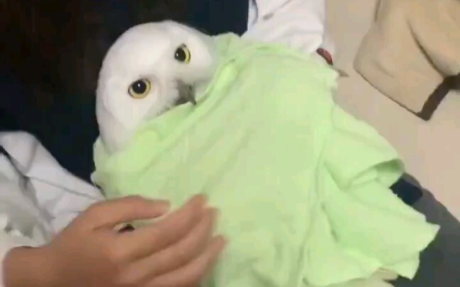 Trimming the owl’s toenails \(//∇//)\