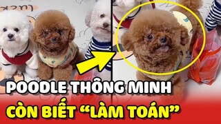Bất ngờ với 3 bé Poodle HIỂU TIẾNG NGƯỜI và còn BIẾT LÀM TOÁN 😍 | Yêu Lu