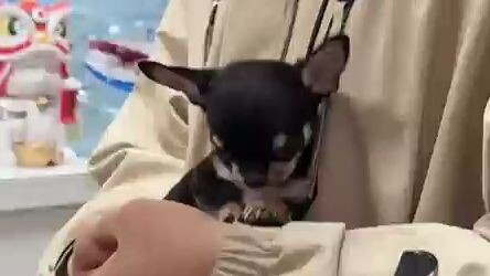 Can you believe it? This little gadget swallowed a mushroom and got stuck!