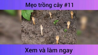 Mẹo trồng cây p11