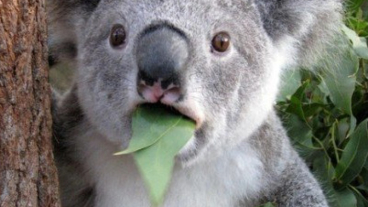 Don't they have any national treasures that are a bit more normal?