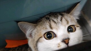 Bayi siapa yang begitu lucu?