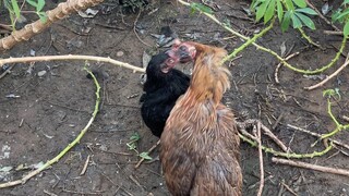 Patayan kung patayan ang dalawang ito