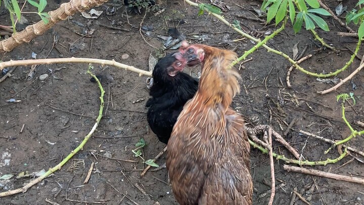 Patayan kung patayan ang dalawang ito