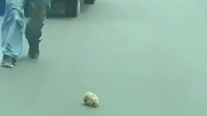 เม่นตัวซน จังหวะเตะครั้งนี้ช่วยชีวิตมันไว้เลย!