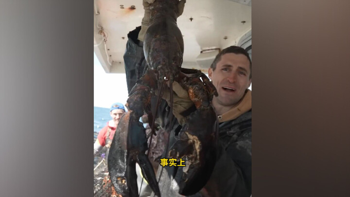 Saudara nelayan secara tak sengaja menangkap lobster raksasa berusia lebih dari seratus tahun sebera