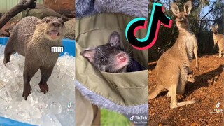 Hilarious and Cute Animals of TikTok #7