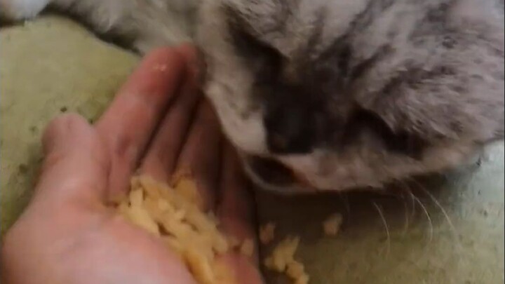 Mèo tai cụp cao tuổi 20 mê ăn bánh trứng! Giống hệt một bà cố 100 tuổi nằm trên giường, đòi uống trà