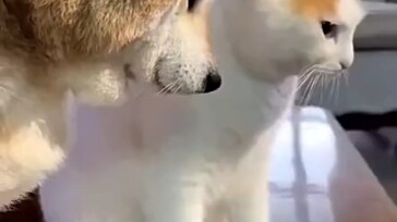 Chai Chai cố tình bắt chước mèo Rui Shoushou, khiến chú mèo tức giận!