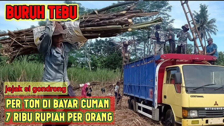(vlog) buruh tani tebu| tetap semangat bekerja meskipun dengan upah (sangat) murah. vlog eps 2