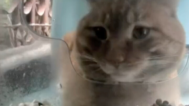 Freeze-dried Brother has also started acting up, learning from Fresh Brother.