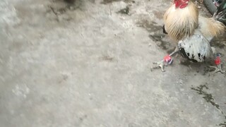 bitaw sa thruback ko na talisayin