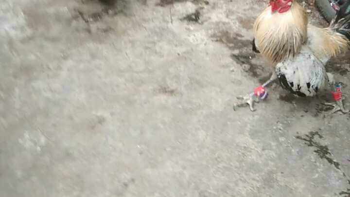 bitaw sa thruback ko na talisayin