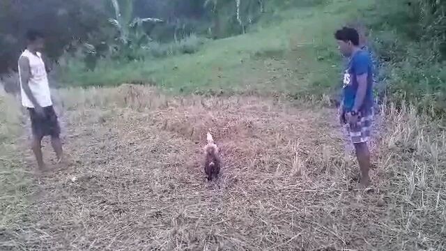 spar