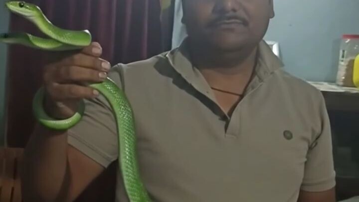 Nature's beauty! 🐍💚  #GreenSnake #WildlifeLife #Nature  #TrendingNow