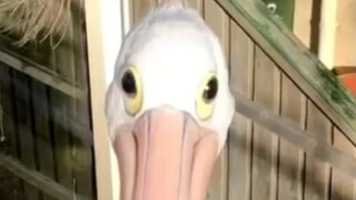 Netizen mengundang burung pelikan masuk ke rumah untuk berkeliling
