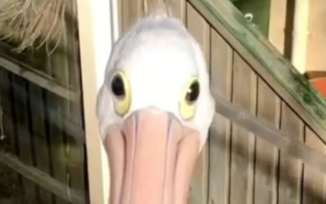 Netizens invite pelican to come inside for a tour