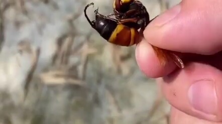 Holy crap, and they even sound totally legit!