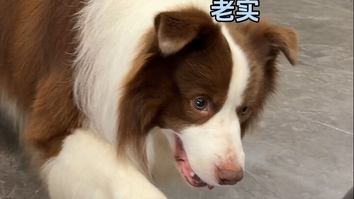 หมา: ทำไมถึงมีคนเอาของแบบนี้ใส่ในอั่งเปาได้ล่ะ?