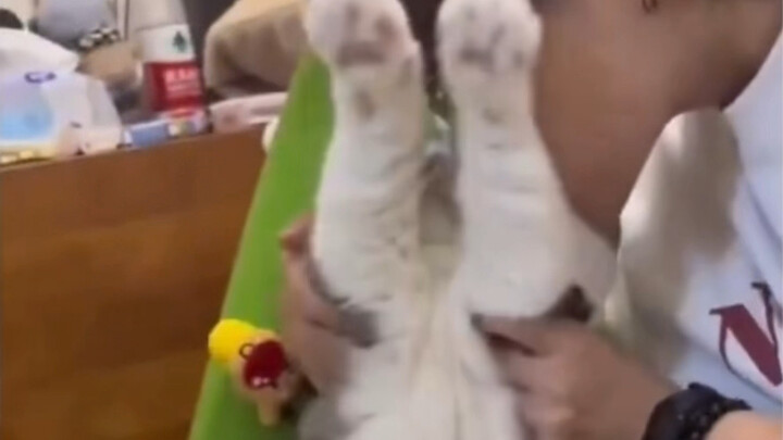 Kucing: Langsung mati kalau kepalamu ketahuan?