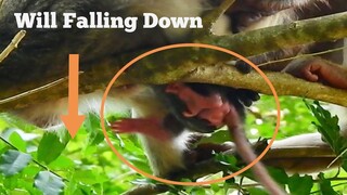 OMG Monkey Not Becareful Baby Will Falling Down, Newborn Monkey Nearly Fall Down From High Tree