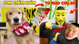 Thú Cưng Vlog | Tứ Mao Ham Ăn Đại Náo Bố #42 | Chó gâu đần thông minh vui nhộn | Funny smart pet dog