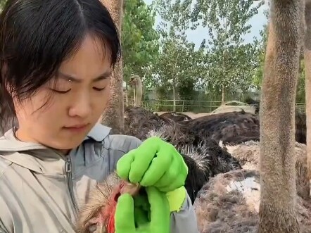 สิ่งสำคัญอันดับแรกสำหรับพนักงานเลี้ยงสัตว์มืออาชีพก็คือต้องวิ่งเร็ว—ต้องเร็วกว่านกกระจอกเทศให้ได้! ถ
