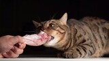 Kucing|Kucing Menjaga Makanannya