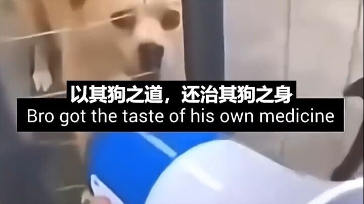 Let the dog’s own tricks come back to haunt it.