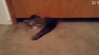 猫:我可以。。。。。