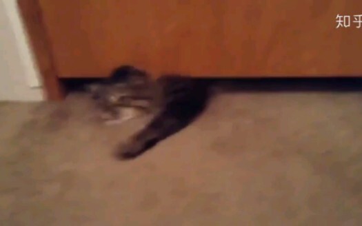 猫:我可以。。。。。