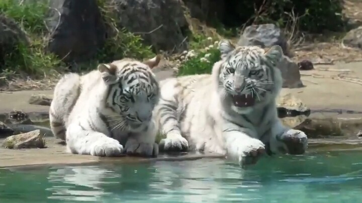 Si harimau putih kecil ingin mengambil ranting di dalam air, tapi sayang tangannya tak sampai~