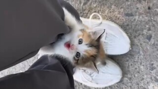 "Tolong! Dia benar-benar ingin pulang bersamaku"