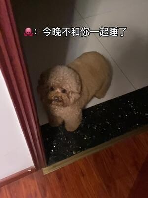 ตี 2:00……ความล่มสลายของผู้ใหญ่ เริ่มต้นจากการเลี้ยงหมา…