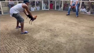 JMGE GF NOV 23 MANAOG 2 HITS FIGHT 2