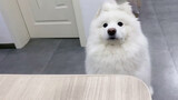 Khi ăn cơm lúc nào cũng có một chú chó nhìn chằm chằm bạn!