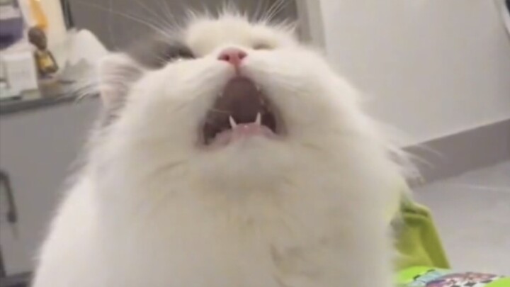 Stay out of cat matters!