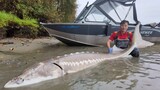 Menangkap Ikan Sturgeon Raksasa Amerika Utara