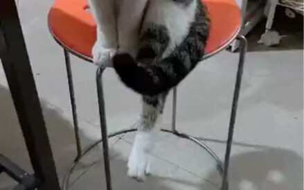 Cat: I’m so cold, I wanna roast my paws!!!