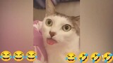 Funny Cats and Dogs Video 2023