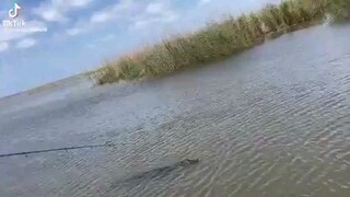 Man vs Crocodile