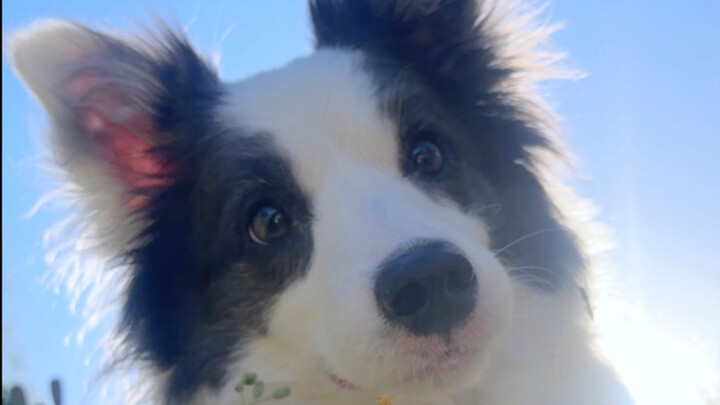 Tanpa sengaja bikin anjing tinggal di kebun binatang!