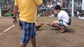 broodcock dome 4x win