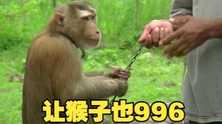 强迫猴子劳动，这才是猴子的正确打开方式